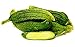 Produktbild PLAT FIRM KEIM SEEDS: 25 - Samen: Pariserer Abbeizen Cucumber-Rare harte Samen-Französisch gherkin -Versandkosten zu finden