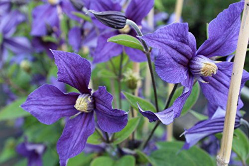 Clematis, Waldrebe, Stauden-Clematis – Im 2lt. Topf, Höhe 60-100cm, mit 3 Bambus gestäbt - 8