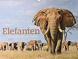 Elefanten - die sanften Riesen Afrikas 2019, Wandkalender im Querformat (54x42 cm) - Tierkalender mit Monatskalendarium by 