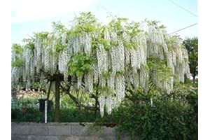 GENERICO Pianta di Glicine Wisteria rampicante Bianco Glicine h120/140 cm in Vaso 16/18 CM AMDGarden
