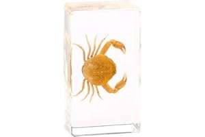 Rainbow_Road Real Marine Animal Granchio Esemplare Scienza Educazione Esemplare Resina Scrivania Fermacarte Granchio Violino Eremita granchio Taxidermia (Pyrhila pisum)