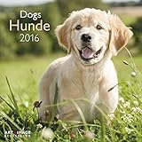 Hunde 2016 A&I by 