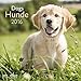 Hunde 2016 A&I by 