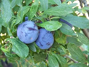 Mphmi Nurseryplant Fruit Plum Tree Plant