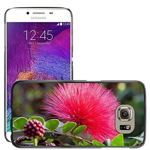 Super Galaxy Slim PC Hard Case Cover Skin Armor Shell Protection // M00238589 Calliandra Haematocephala Flower // Samsung Galaxy S6 (Not Fits S6 EDGE)