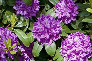 PLANTAPRO Rhododendron Cataw. Grandiflorum Alpenrose lila 30-40cm im Topf gewachsen