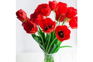 BRKENT Bulbi Tulipani Da Fiore Perenni Resistenti All'Inverno Bulbi Ornamentali Decorazione Giardino Per Balcone Esterno Decorazione Floreale Piante In Vaso Resistenti 10 Bulbi Di Tulipano Rosso