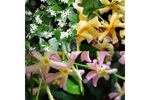 CLEMATISONLINE Sternjasmin 3er Set Rosa, Gelb & Weiß - Toskanischer Sternjasmin - 3 x Kletterpflanzen winterhart - 3 x 1,5 L Topf - Jasmin - bis zu 400 cm hohe & 100 cm breite Hecke möglich - 3 für den Preis von 2