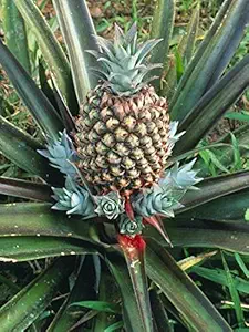 pazario Pineapple Live Natural Plant with Free cocopeat