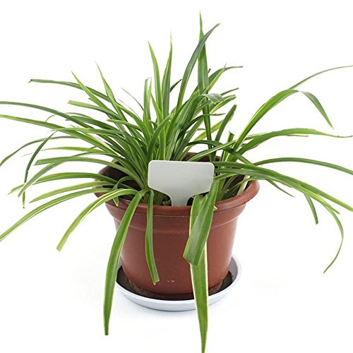 BALFER Plastik Pflanzenstecker Stecketiketten zum Beschriften Pflanzschilder Schilder für Kräuter Gemüse Holz Garten 6*10 CM (Weiß, 50 X “T” Form & 100 X “1” Form Stk) - 5
