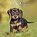 Dackel (BK) 226219 2019: Broschürenkalender mit Ferienterminen. Hunde-Kalender. 30 x 30 cm by 