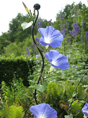 Twiggy Flexible Rankhilfe Pflanzenstütze für Büsche/Kleine Bäume/Blumen etc., 2 Stück - 6