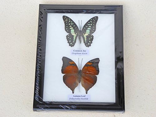 Taxidermy Of 2 Beautiful Butterflies Framed UK SELLER......