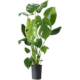 Videolu Deve Tabanı Bitkisi 1 Adet Saksılı 70-100Cm İ&ccedil; Mekan Salon Ofis Bitkisi (Monstera Deliciosa)