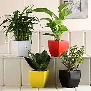 Ferns N Petals Combo of Sansevieria, Lucky Bamboo, Jade & Money Plant Set