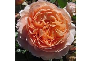 GORGEOUS GARDEN ROSES Sweet Jessica - 5.5lt Potted Floribunda Garden Rose Bush - Large, Attractively Shaped Deep Apricot Flowers Early Flowering, Quickly Repeats - Great Jessica Gift!