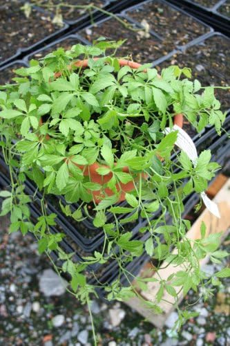 Jiaogulan - Immortality Herb