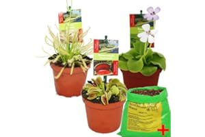 Exotenherz - Set de iniciación Plantas carnívoras - 3 plantas + Suelo especial