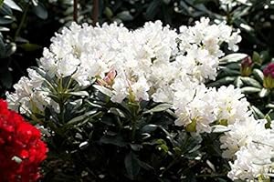 PLANTAPRO Rhododendron Cunninghams White Alpenrose weiß 30-40cm im Topf gewachsen