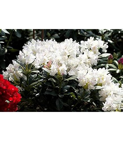 Rhododendron luteum 'Goldpracht' 40-60 cm  Winterhart, Mehrjhrig,  Pflegeleicht  Sommergrne Azalee  Zierstrauch fr Garten & Kbel :  Amazon.de: Garten