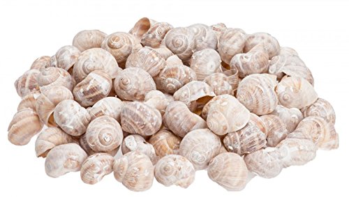 NaDeco® Weinbergschnecken weiß 250g | Cornu aspersum | Schneckenhäuser | Deko Schnecken | Weinbergschneckenhäuser