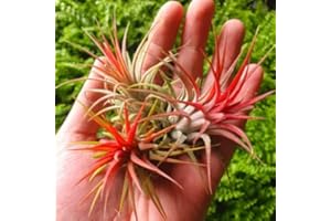 PARTY IN MY PLANTS 1x Super Red Ionantha A Grade Tillandsia Air Plant Airplant Very Red Houseplant Easy Care