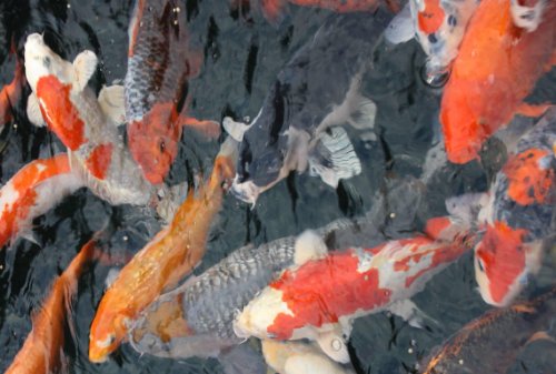 Koifutter für den Sommer, Tomodachi schwimmendes Sommerfutter für Koi, sorgt für außergewöhnliches Wachstum, einen tollen Körperbau und brilliante Farben bei allen Koi, 6mm Koipellets, 5kg - 3