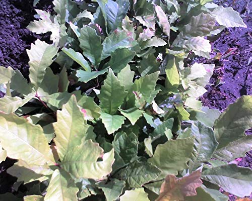 FERRY Las Semillas orgánicas no sólo Plantas: Lot Quercus 1-2' de 100 Semillas