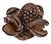 Produktbild Nadeco® Banksia Baxteria Zapfen 5cm | australische Banksia Zapfen | australische Deko