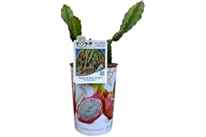 FIORI COMMESTIBILI BIO Pianta di PITAYA - Il Frutto del Drago - Azienda agricola Carmazzi