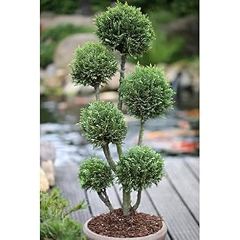 Gartenbonsai / PonPon, Koniferen Formschnitt mit grünen