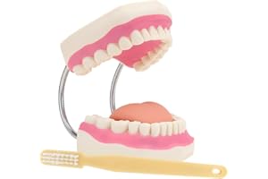 LYOU Giant Teeth Dental Demonstration Model with Toothbrush,Enlarged 6 Times Standard Size Mouth Model, Denture Teaching Model for Teaching and Study
