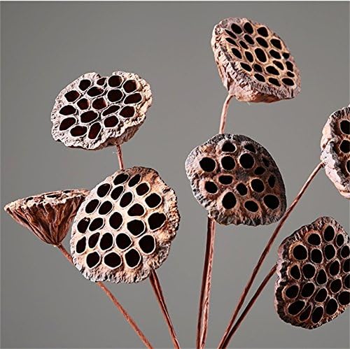 5 pcs Natural Dried Real Lotus Pod Bunch,24'' Wire Stemmed