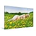 Produktbild Calvendo Premium Textil-Leinwand 120 cm x 80 cm Quer, Hot XXL Girls | Wandbild, Bild auf Keilrahmen, Fertigbild auf Echter Leinwand, Leinwanddruck: XXL Frau nackt auf der Wiese Menschen Menschen