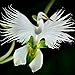 Produktbild IInovey Egrow 200Pcs Japanese Egret Flowers Seeds White Egret Orchid Seeds Radiata Rare White Orchid