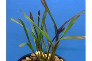 ZAC Wagner Zwergschilf Teichpflanze Teichpflanzen Teich