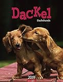 Dackel - Kalender 2019 by 