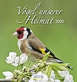 Vögel unserer Heimat 2020: Aufstellbarer Postkartenkalender mit Bildern von Vögeln in der Natur der Heimat. Tisch- und Wandkalender. by 