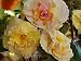 Produktbild Portal Cool Achimenes Yellow English Rose One Rhizome