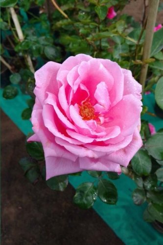 Preisvergleich Produktbild Rosa Notebook