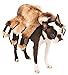 Produktbild Offizielles Rubie 's Giant Spider Pet Dog Halloween-Kostüm