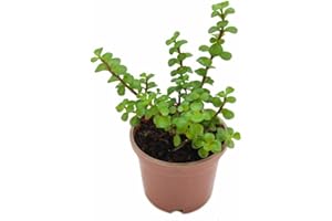 DECOALIVE Planta Suculenta Árbol del Dinero y la Abundancia Portulacaria Afra Verde