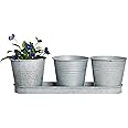 Fallen Fruits OZ22 Old Zinc 3 Pots On A Tray, Grey : Aazon.co.uk