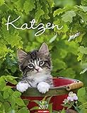 Katzen auf dem Lande - Kalender 2017 by 