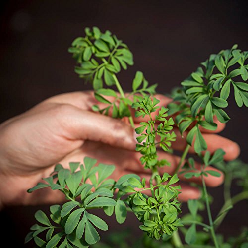 Weinraute – Kräuterpflanze im Topf – in Deutschland gezogen & aufgezogen - 2