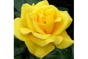 GARDENEXPERT Rosa Bush Rose Floribunda 'Golden Wedding' Plant