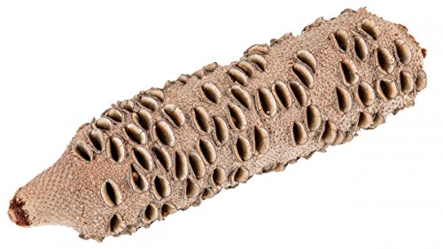 NaDeco® Banksia Grandis Zapfen ab 21 cm | Banksia Zapfen zum drechseln | Große Banksia Zapfen | australische Banksia Zapfen - 2