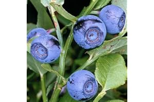 AMAZONSEEEDS MIRTILLO DI BOSCO VACCINIUM MIRTYLLUS IN VASO