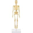iplusmile Human Skeleton Model for Anatomy Mini Human Skeleton Model with Movable Arms and Legs Scientific Model for Study Basic Details of Human Skeletal System