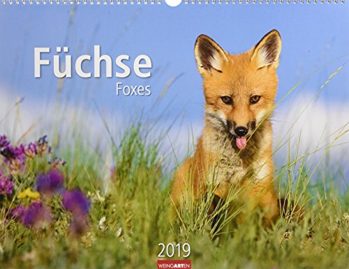 Füchse - Kalender 2019